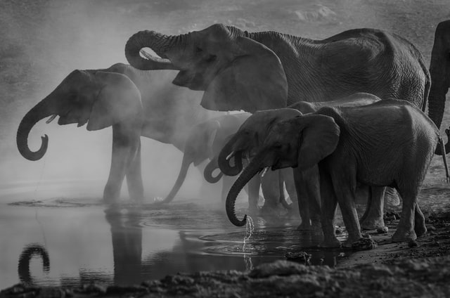 Picture of elephants